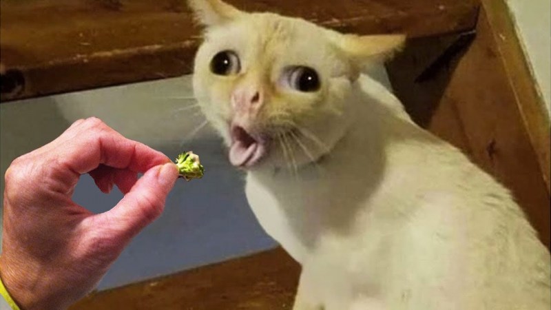 Кашляющий кот