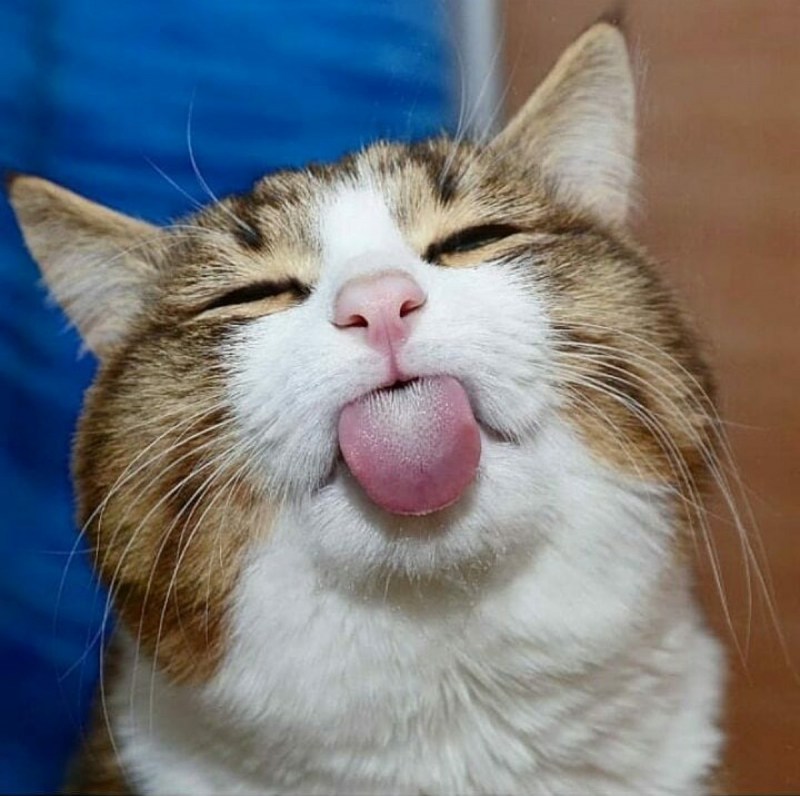 Смешная рожа кота