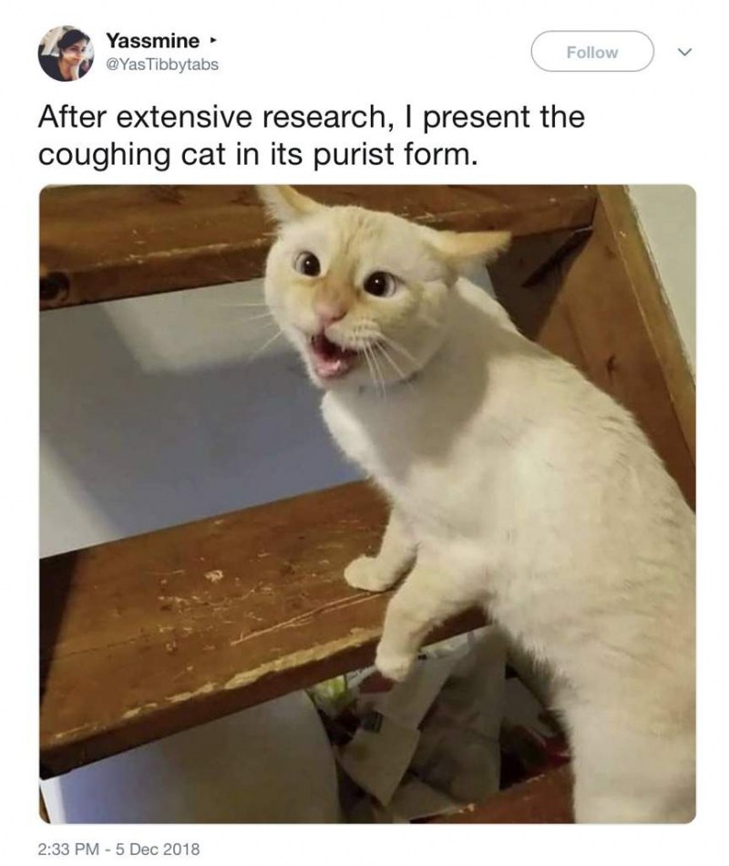Кашляющий кот Мем