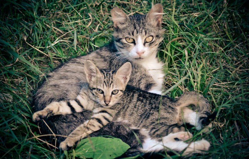 Семейка кошек с котятами