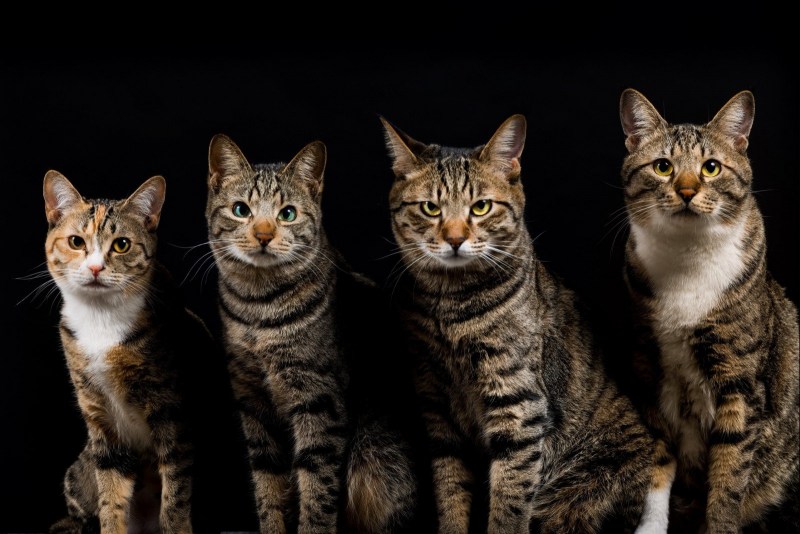 7 Котиков