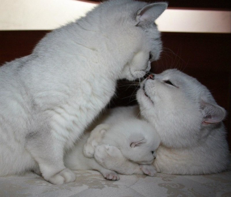 Семья белых кошек