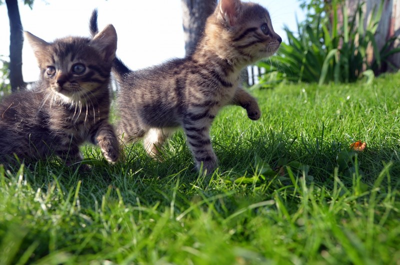 Семья домашних кошек