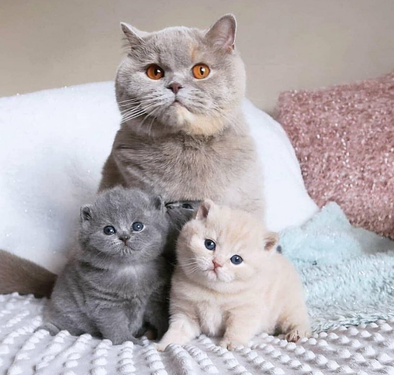 Котята британцы шотландцы