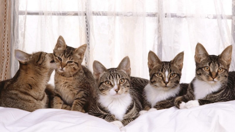 Много красивых котов