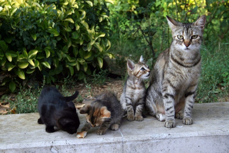 Семья кошек 4 кошки