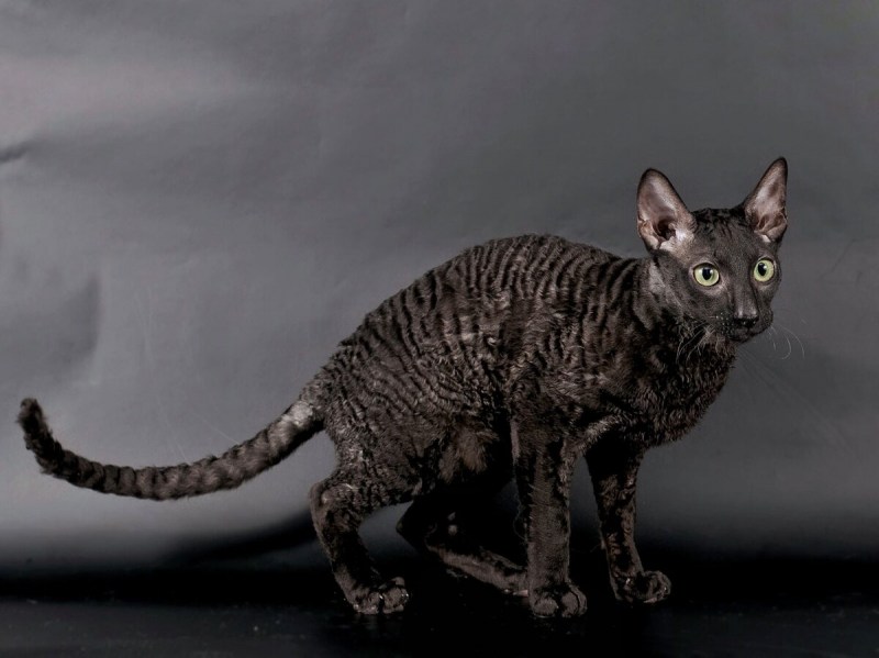 Корниш рекс кошка