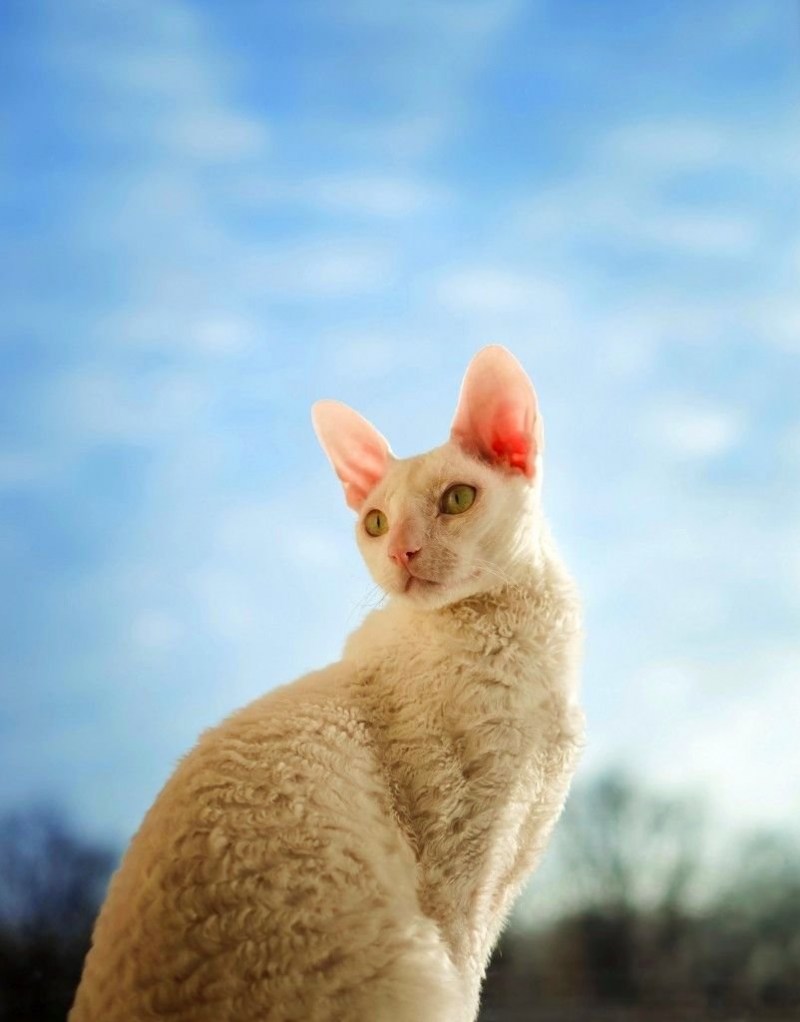 Корни Шрек