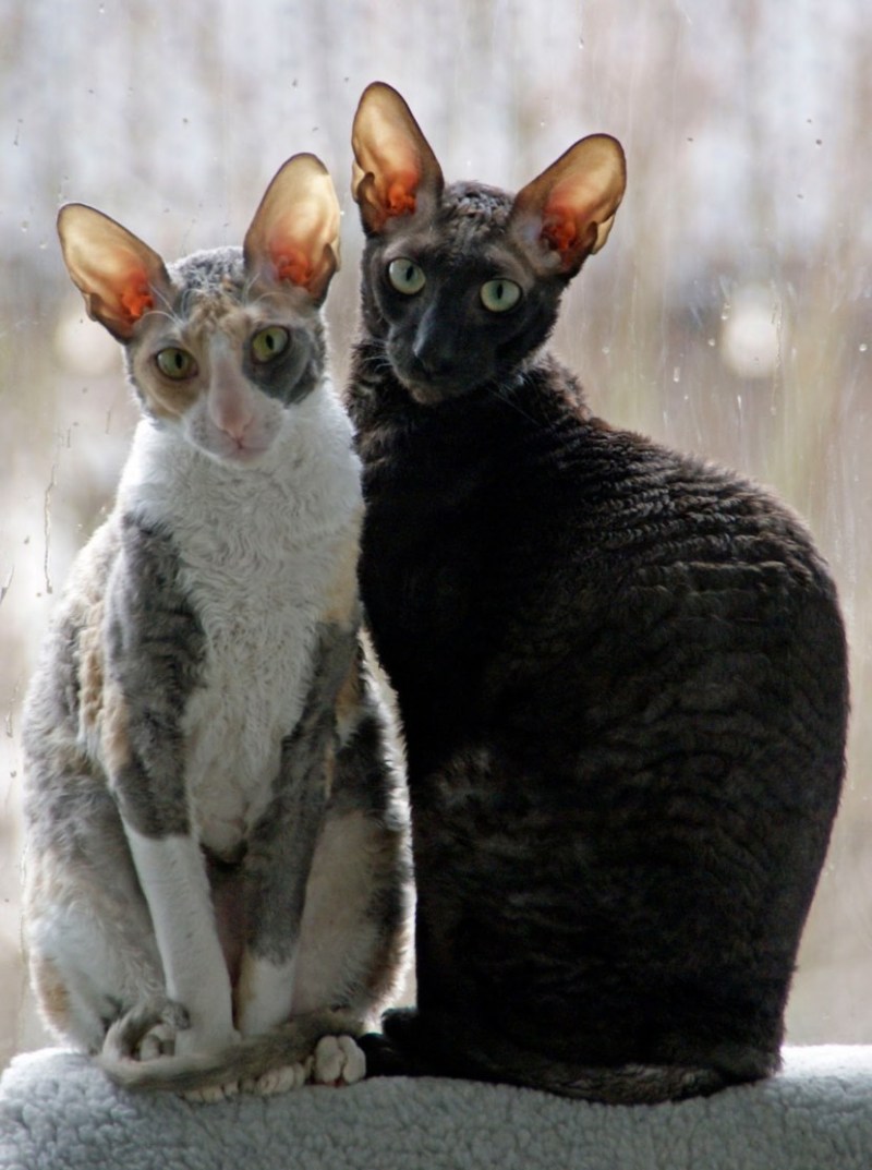 Кудрявая кошка Корниш рекс