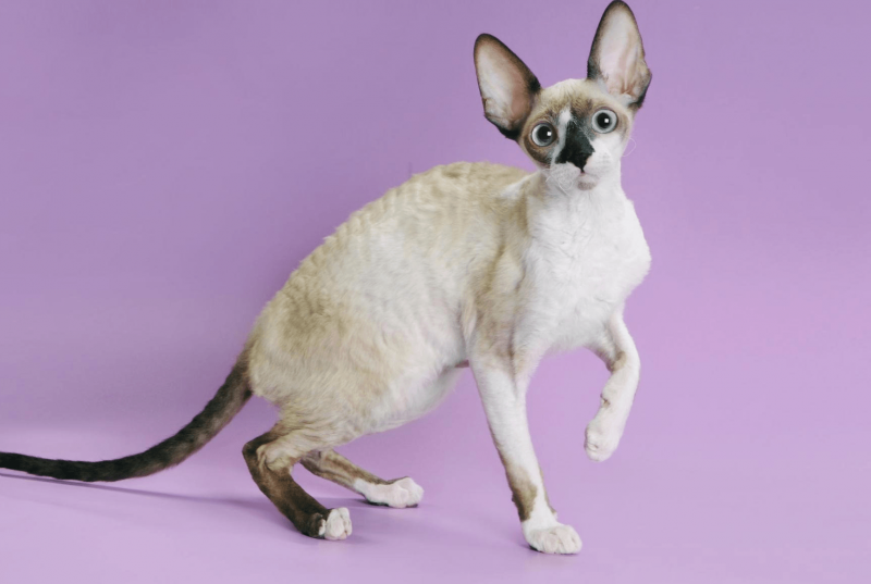 Корниш рекс кошка