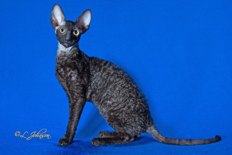 Корниш рекс кошка
