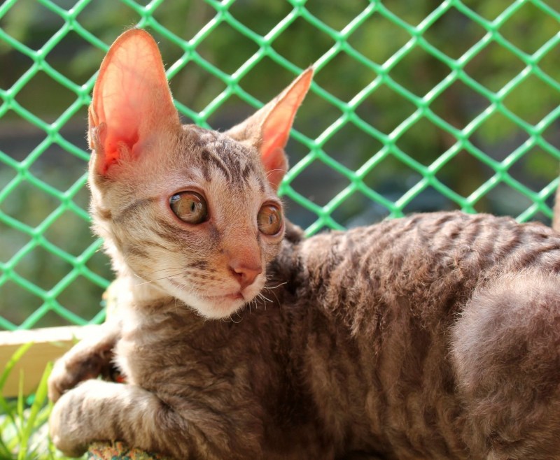Корниш рекс котята