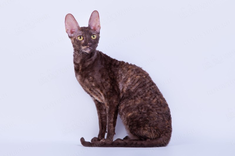 Корниш рекс кошка
