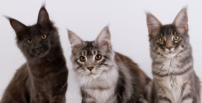 Мейкун кошка короткошерстная