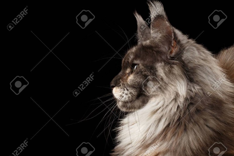 Морда кота Мейн кун