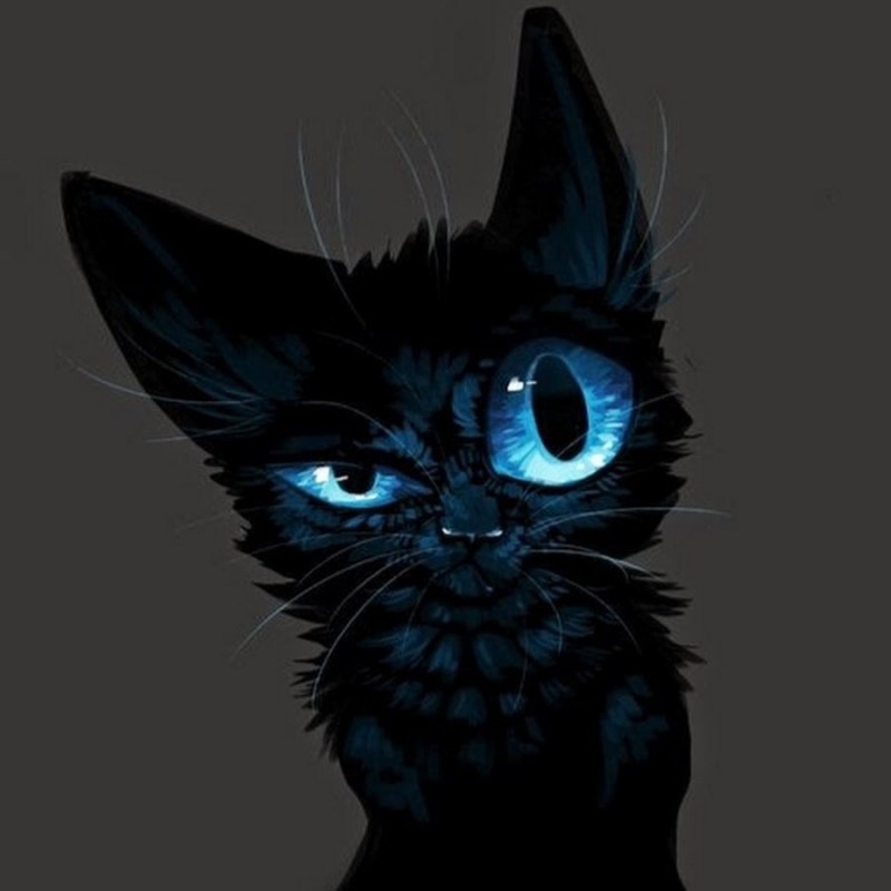Чёрная кошка с голубыми глазами