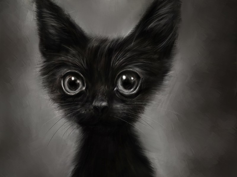 Аватарки кошки