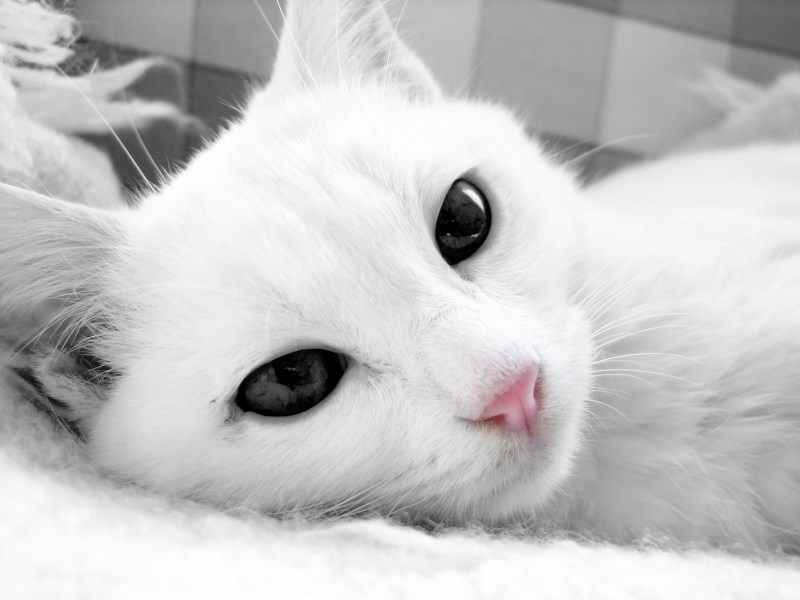 Красивая белая кошка
