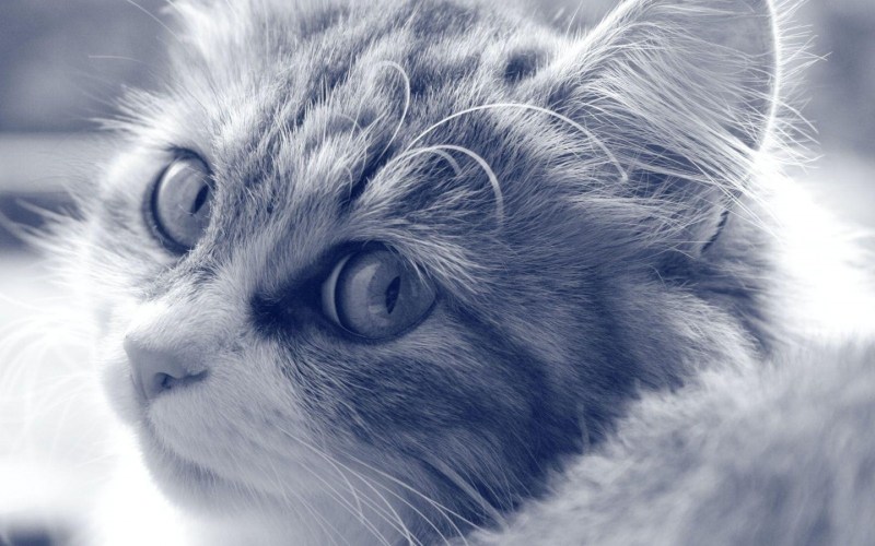 Кошка на аву