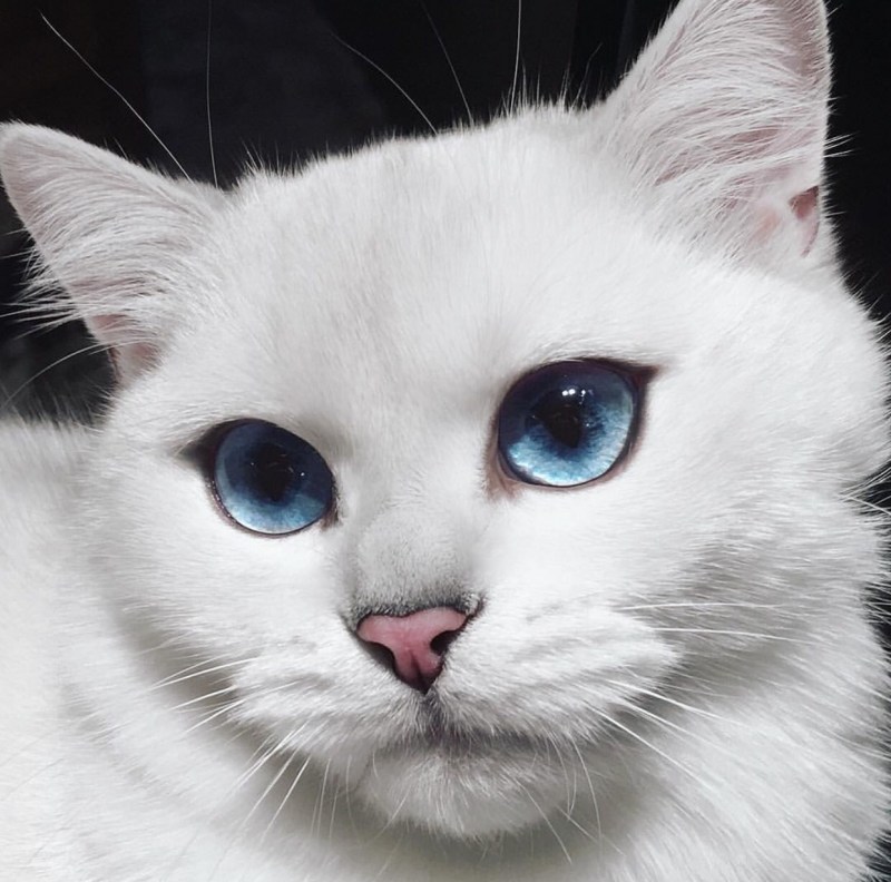 Кот с голубыми глазами Коби