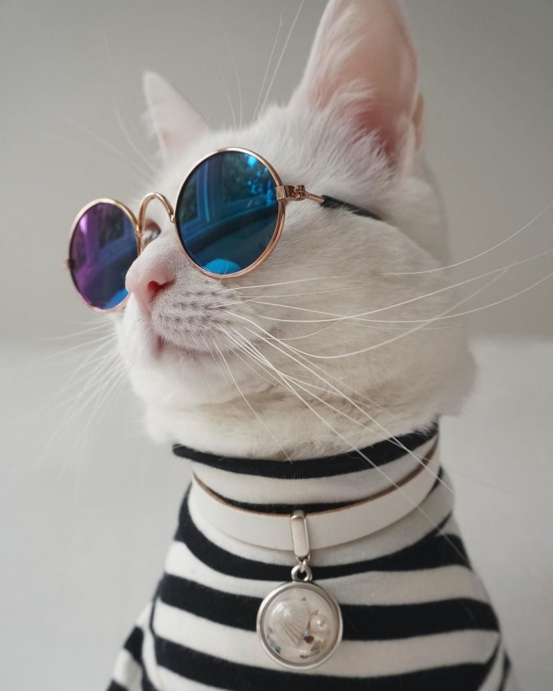 Модные котики в очках