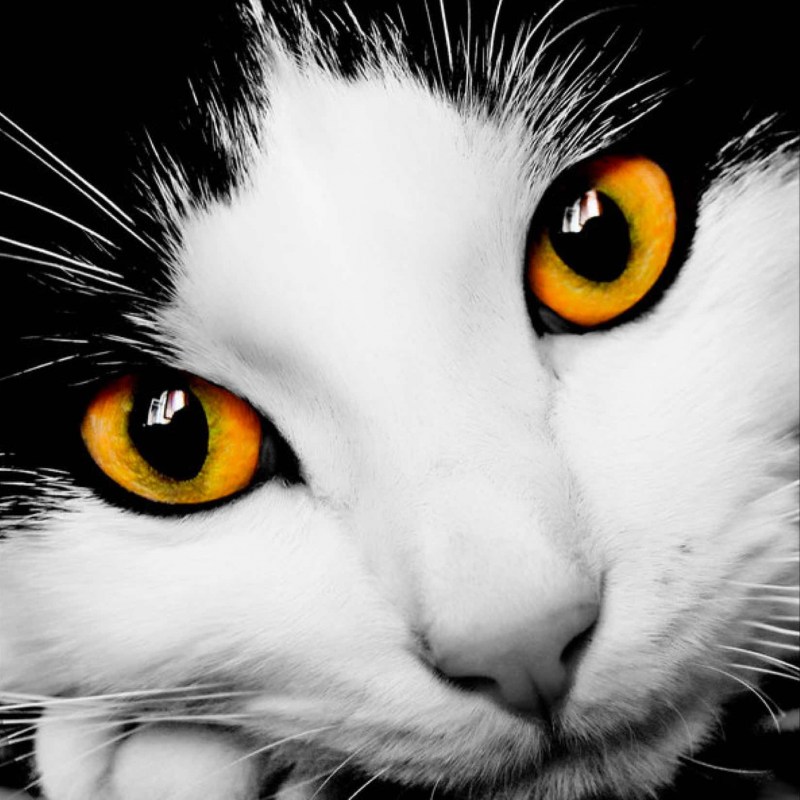 Аватарка кот