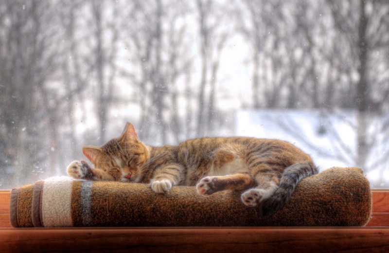 Зима уют кот