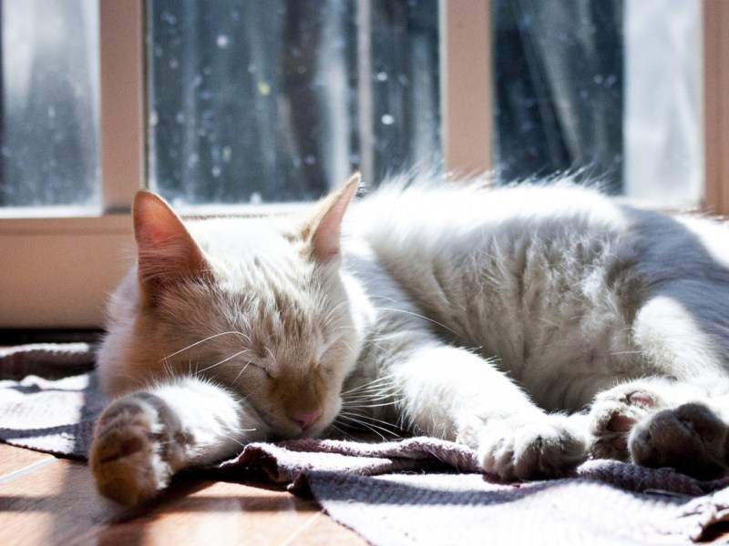Уютные коты