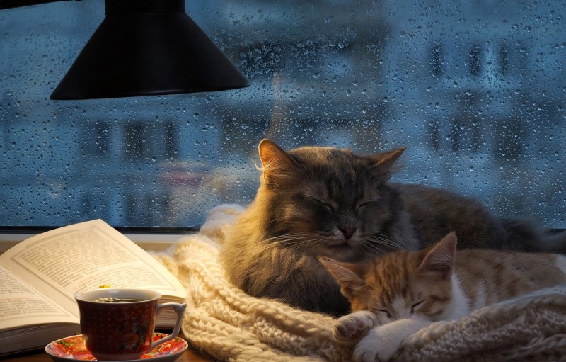 Коты у камина