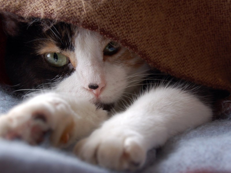 Коты в тепле