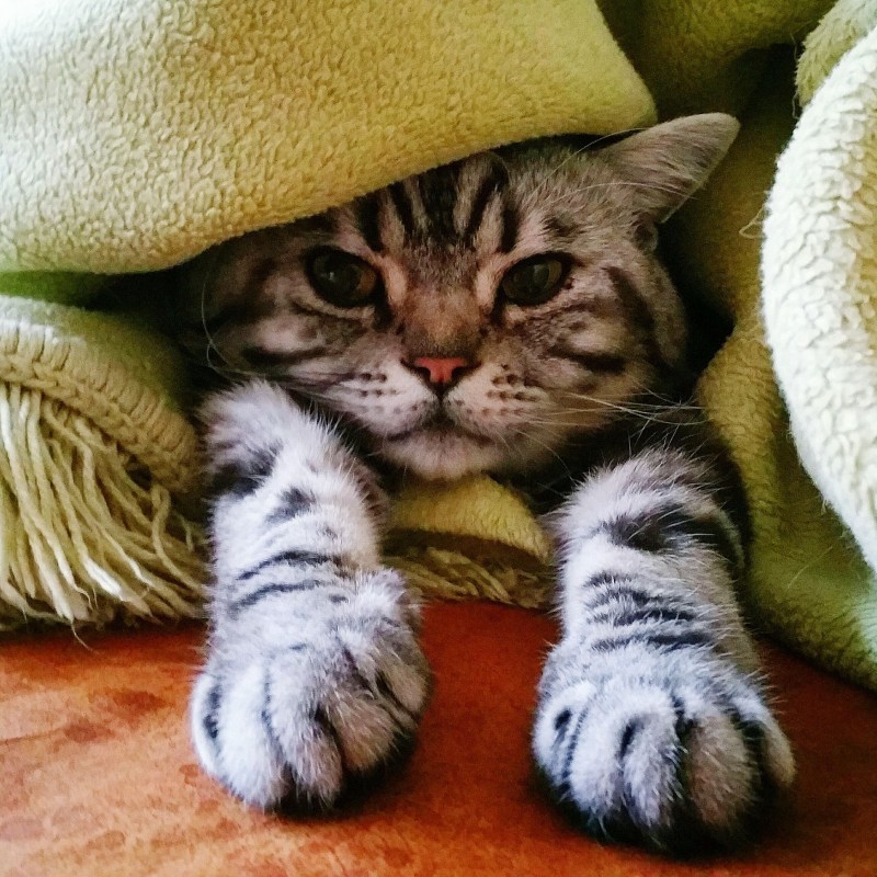 Живопись Логинова Аннет