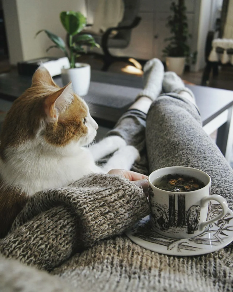 Уютный вечер с котом