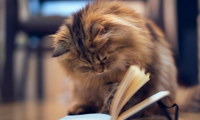Кот с книжкой