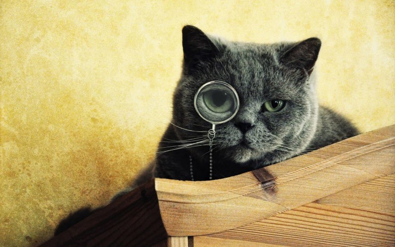 Заставка котики