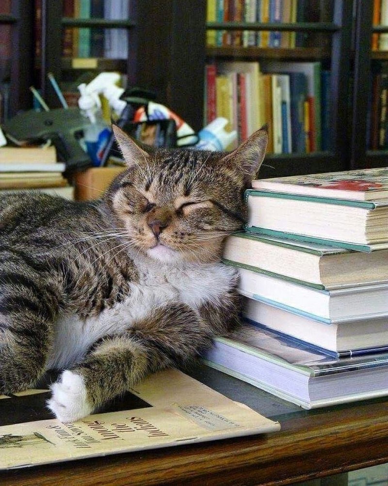 Вумный кот