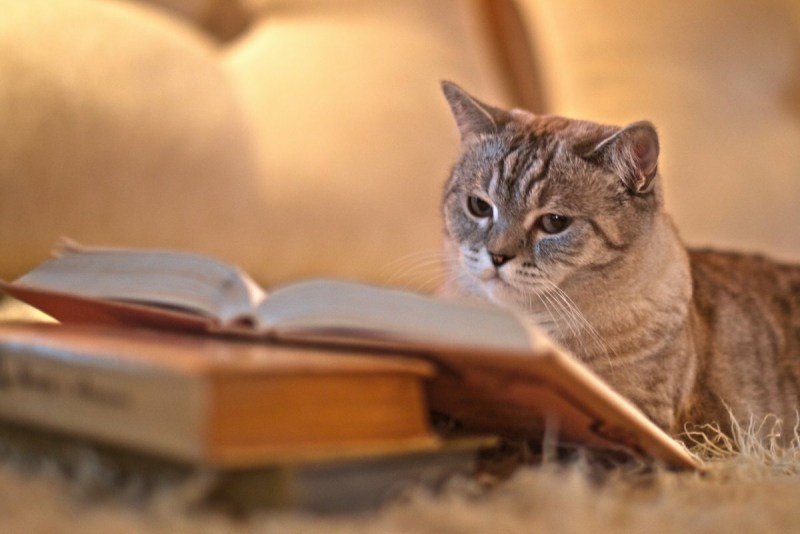 Котик с книжкой