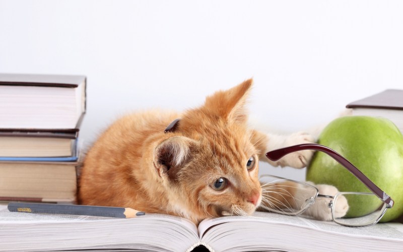 Кот с книгой