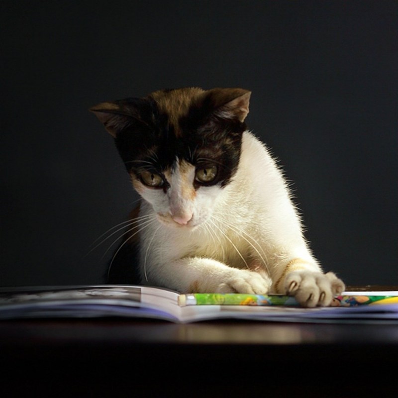 Умные коты