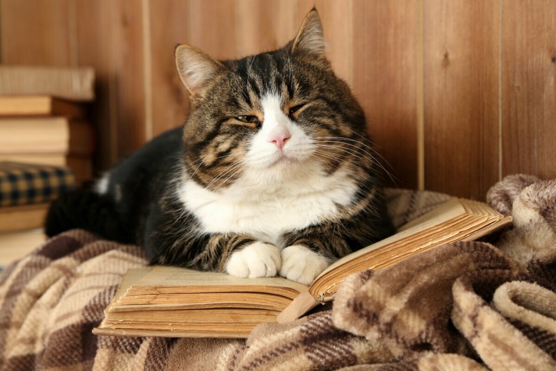 Кот с книгой