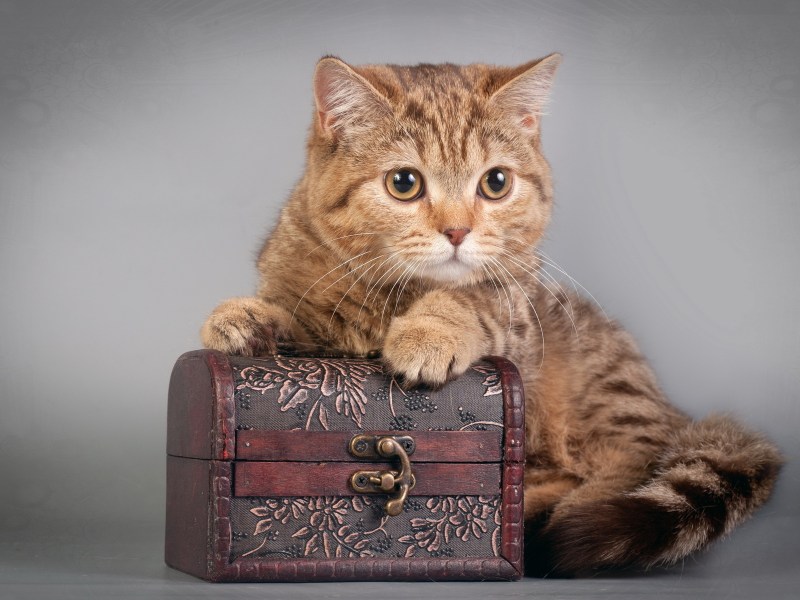 Фотосессия с котом
