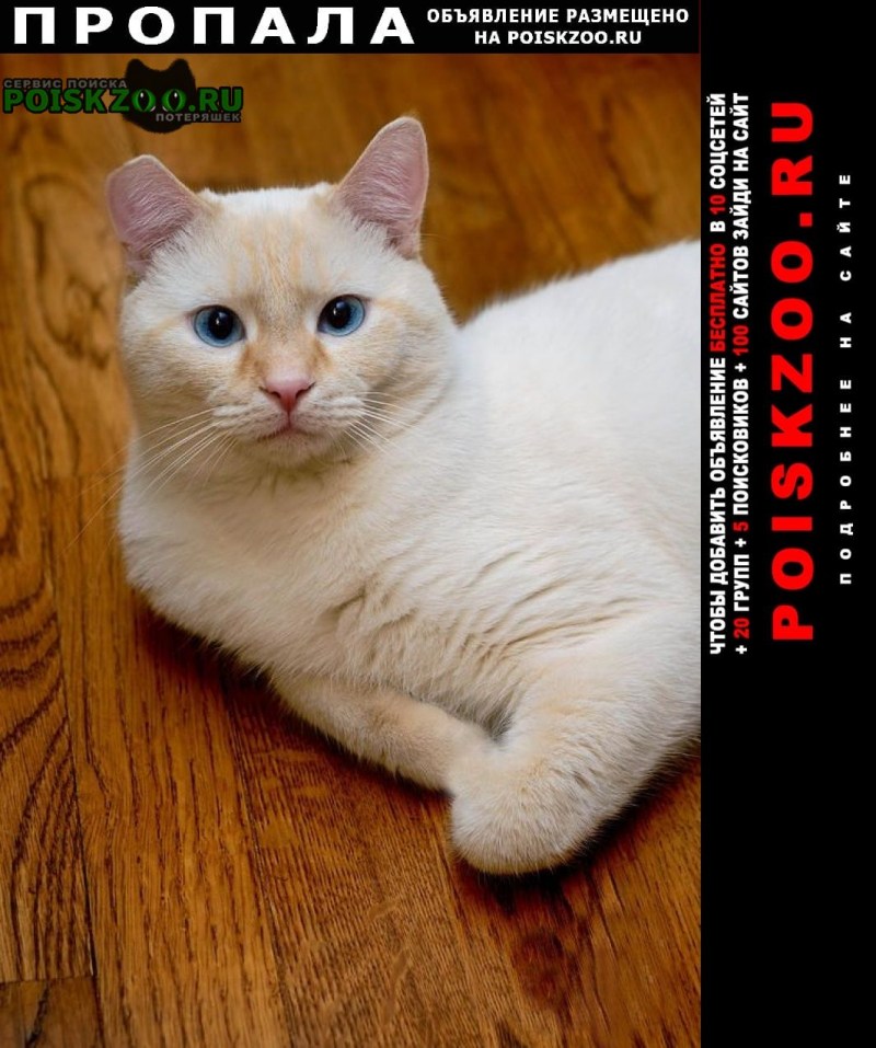 Райская кошка Ре поинт
