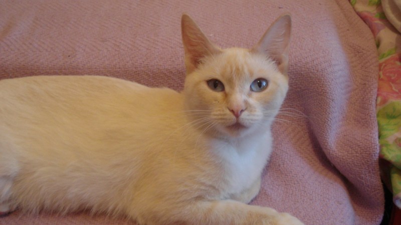 Котенок Кокос