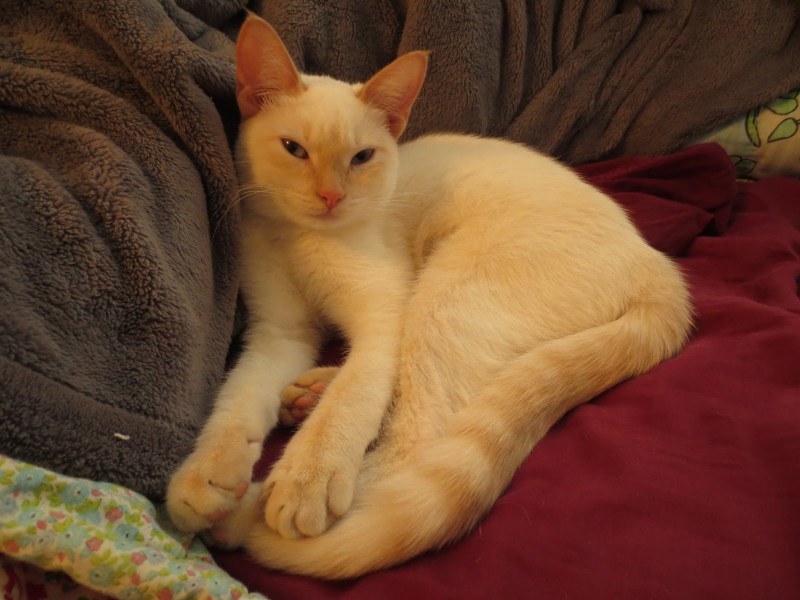 Тайский кот Red point