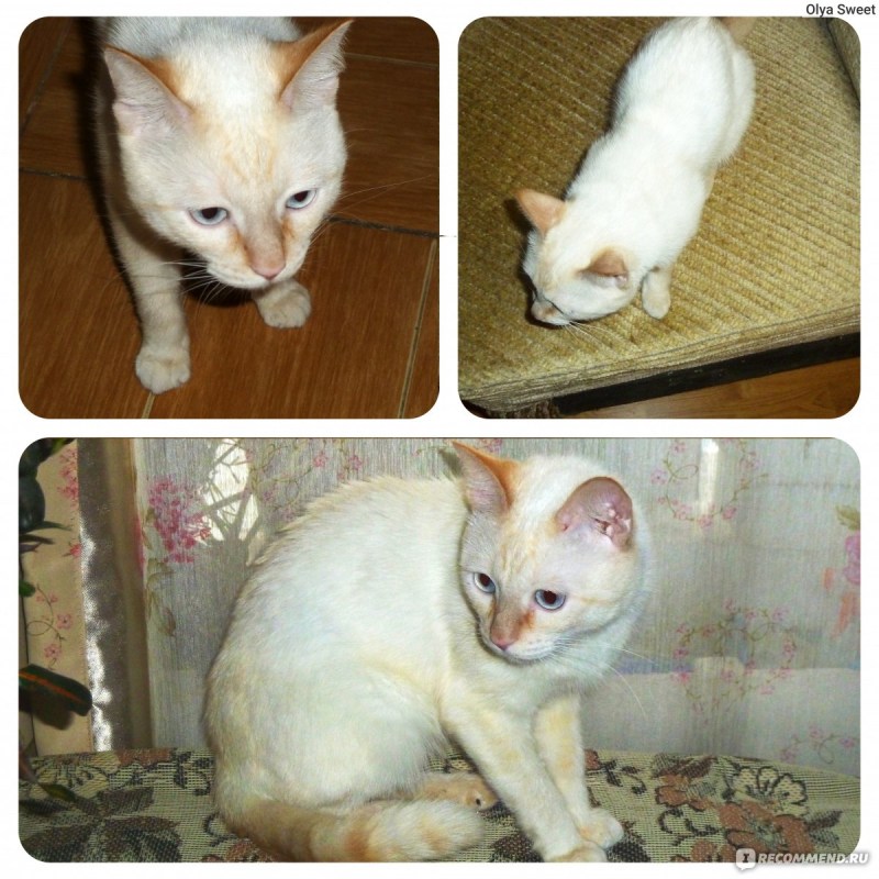 Кот американский Пойнт
