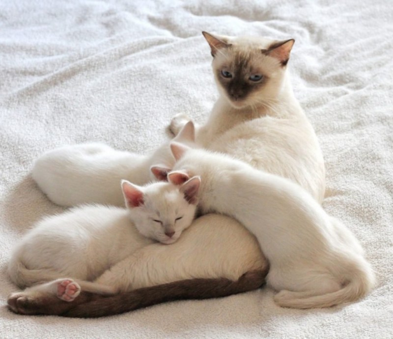 Кот таец ред Пойнт