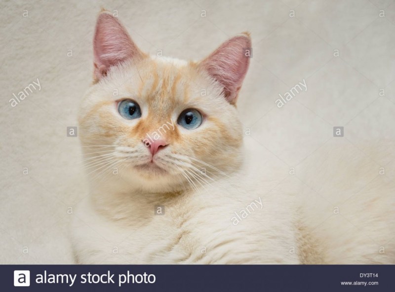Сиамская кошка ред Пойнт