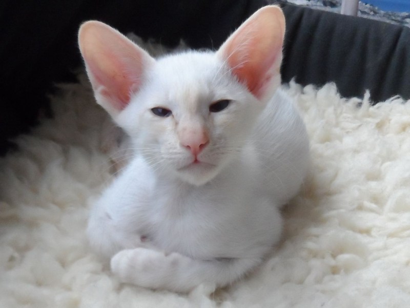 Сиамский кот ред Пойнт