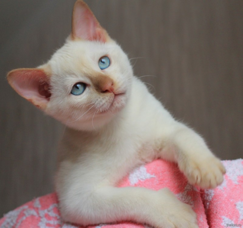 Сиамская кошка ред Пойнт