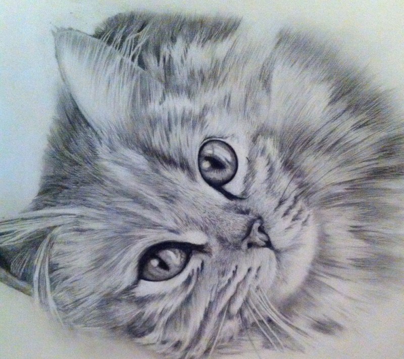 Кошка рисунок карандашом