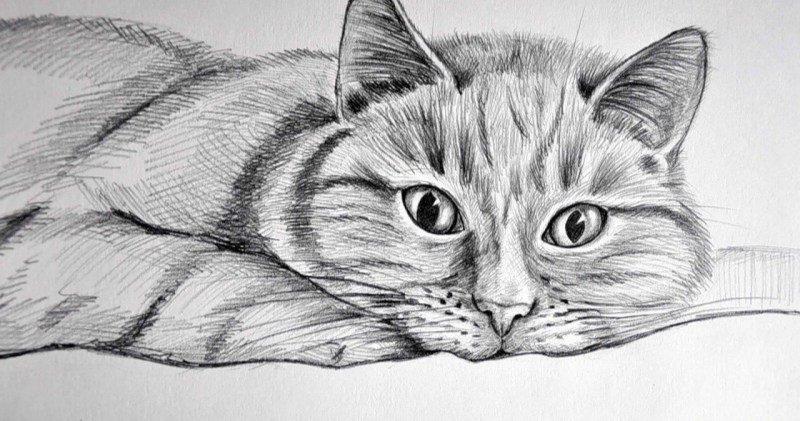 Рисунки животных карандашом